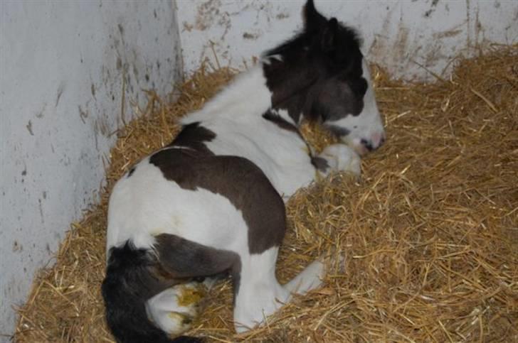 Irish Cob Møllens Mr. O'Sully*SOLGT - så er man træt efter en tur på fold :) er han ik nuttet? billede 4