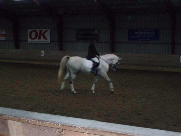 Anden særlig race Kærvangs unique - vores første stævne. billede 2