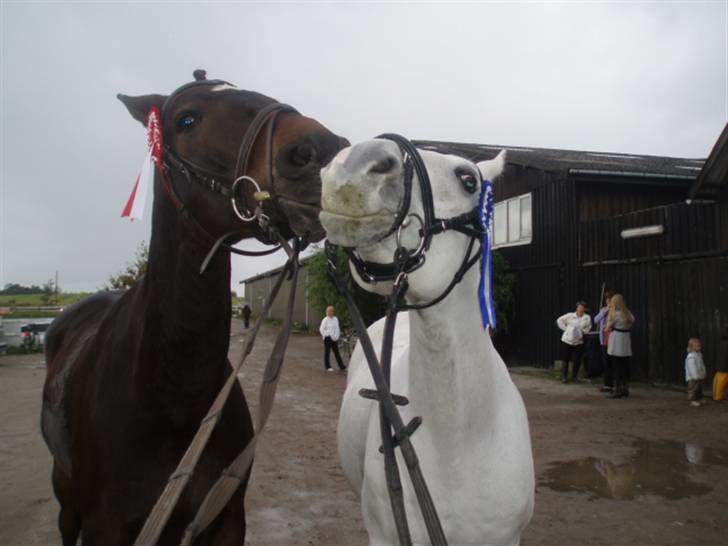 Anden særlig race Kærvangs unique - Min venindes hest og unique begge to blandingsheste. billede 3