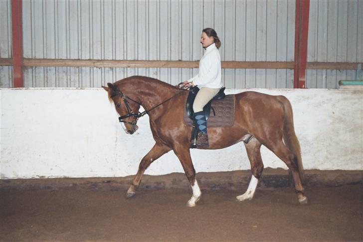 Hannoveraner tavre billede 1