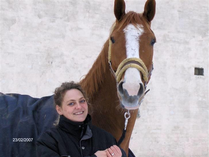 Hannoveraner tavre billede 2