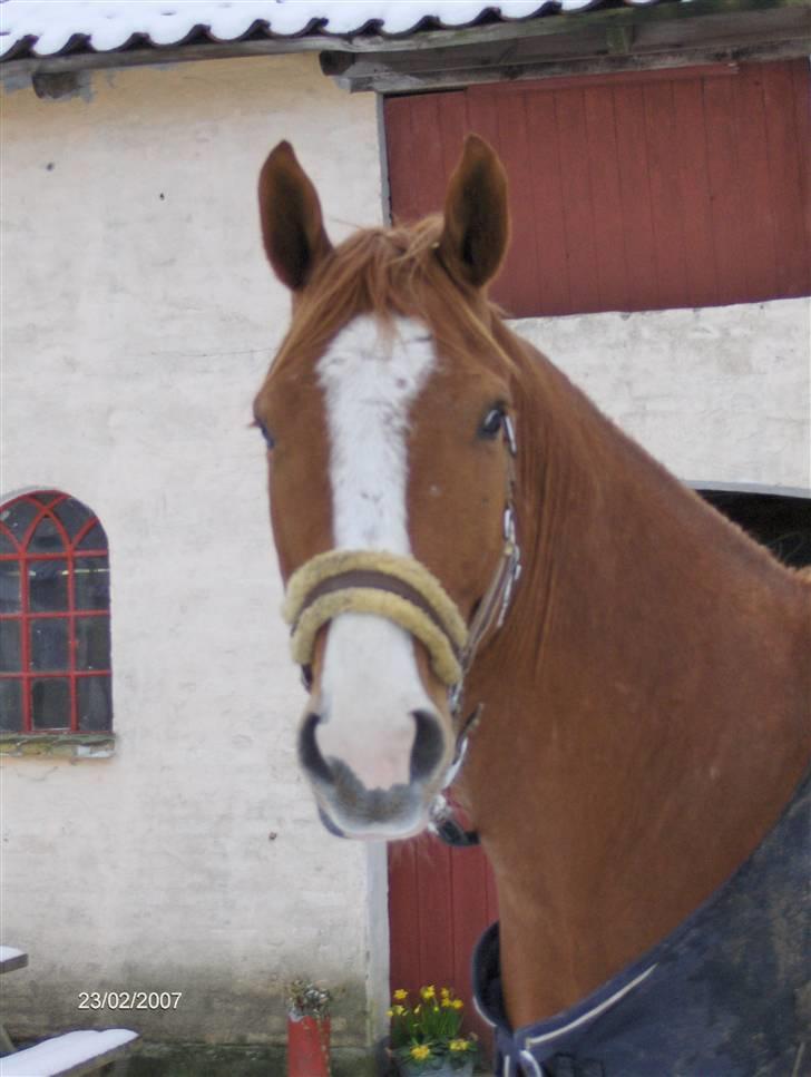 Hannoveraner tavre billede 3