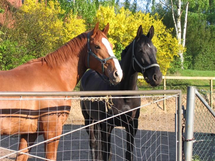 Hannoveraner tavre billede 4