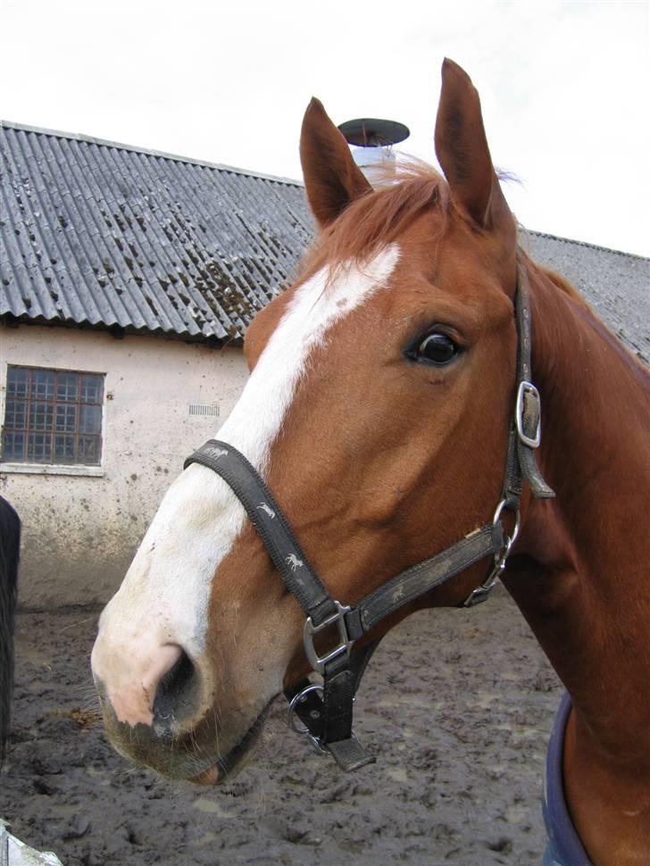 Hannoveraner tavre billede 5