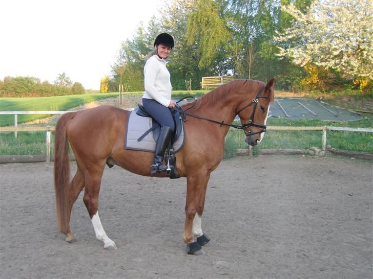 Hannoveraner tavre billede 6