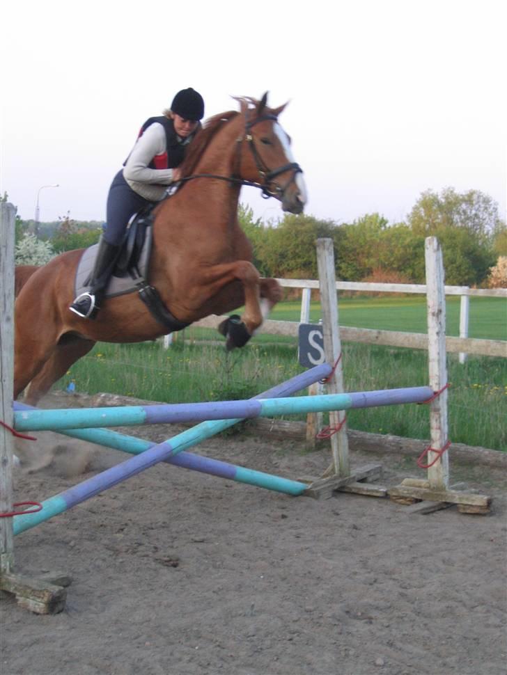 Hannoveraner tavre billede 7