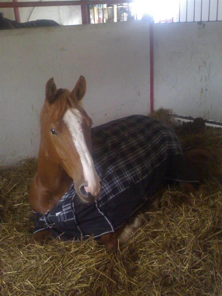 Hannoveraner tavre billede 8