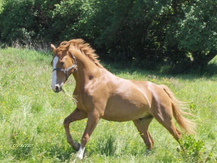 Hannoveraner tavre billede 9