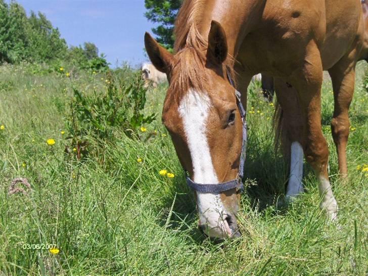 Hannoveraner tavre billede 10