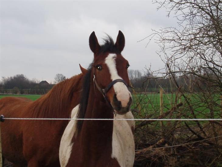 {{currentPhoto.altText}} billede {{currentPhoto.number}}