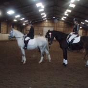 Anden særlig race Ceylon