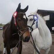 Anden særlig race Ceylon