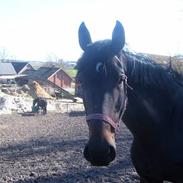 Dansk Varmblod Cypresgårdens Bianca