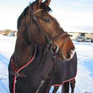 Dansk Varmblod Bally Bragholt