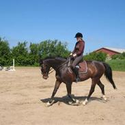 Dansk Varmblod Bally Bragholt