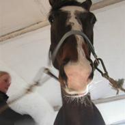 Dansk Varmblod Bally Bragholt