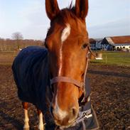 Hollandsk Varmblod Uharlina