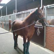 Hollandsk Varmblod Uharlina