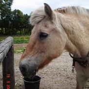 Fjordhest Skarregardens Vinca (død)