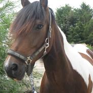 Anden særlig race Bonita R.I.P<3