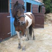 Anden særlig race Bonita R.I.P<3