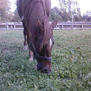 Sportsaraber (A) Kashmir "gammel part"