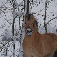 Fjordhest Fiona Solgt