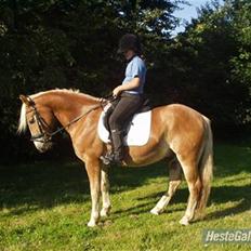 Haflinger | Alfredo †