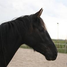 DSP Vasehøjs Lancelot  <3 Gammel part