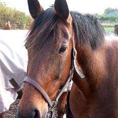 Anden særlig race Tøsen {Elev hest}(Simone)