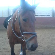 Anden særlig race Tøsen {Elev hest}(Simone)