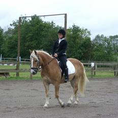 Haflinger | Alfredo †