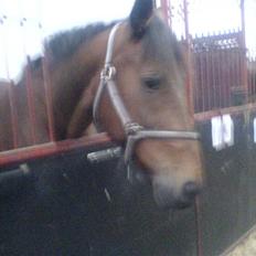 Anden særlig race Tøsen {Elev hest}(Simone)