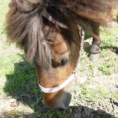 Miniature V.Burskovs Emma