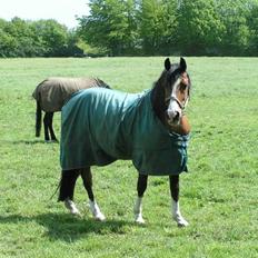 Arabisk fuldblod (OX) Classic Touch ox