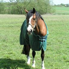 Arabisk fuldblod (OX) Classic Touch ox