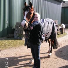 Arabisk fuldblod (OX) Classic Touch ox