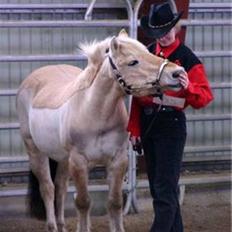 Fjordhest Jessie 1988-2008 RIP 