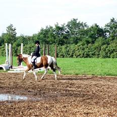 Pinto Sandy  ¤SOLGT¤