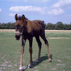 Arabisk fuldblod (OX) Impala bint gazelle ox