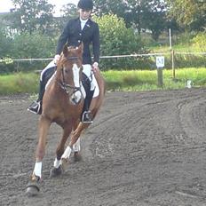 Dansk Varmblod Ascot *solgt* :'( <3