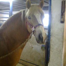 Haflinger Amanda - Nu med føl <33