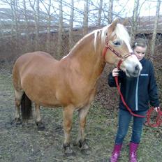 Haflinger Amanda - Nu med føl <33