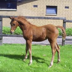 Arabisk fuldblod (OX) Zali  MG bint bint Washa