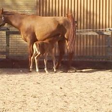 Arabisk fuldblod (OX) Zali  MG bint bint Washa