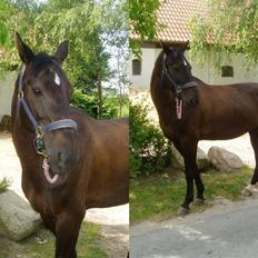 Dansk Varmblod Vicky DS