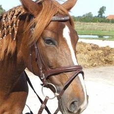 Anden særlig race Gosha. vsr