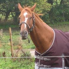 Fuldblod (XX) MINI DANCER *RIP*