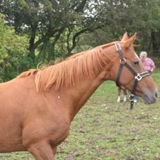 Fuldblod (XX) MINI DANCER *RIP*