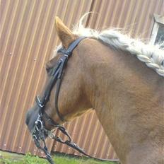 Haflinger Isabel